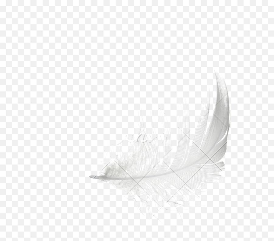 White Feather Drawing - Sketch Png,Black Feather Png