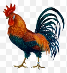 Hen Clipart Gallo Picture 1330084 - Rooster Png,Hen Png
