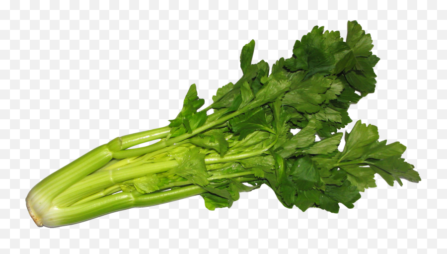 Celery Png Image For Free Download