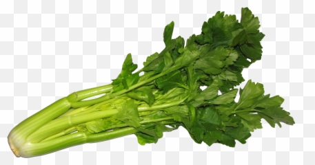 Celery Png Image For Free Download