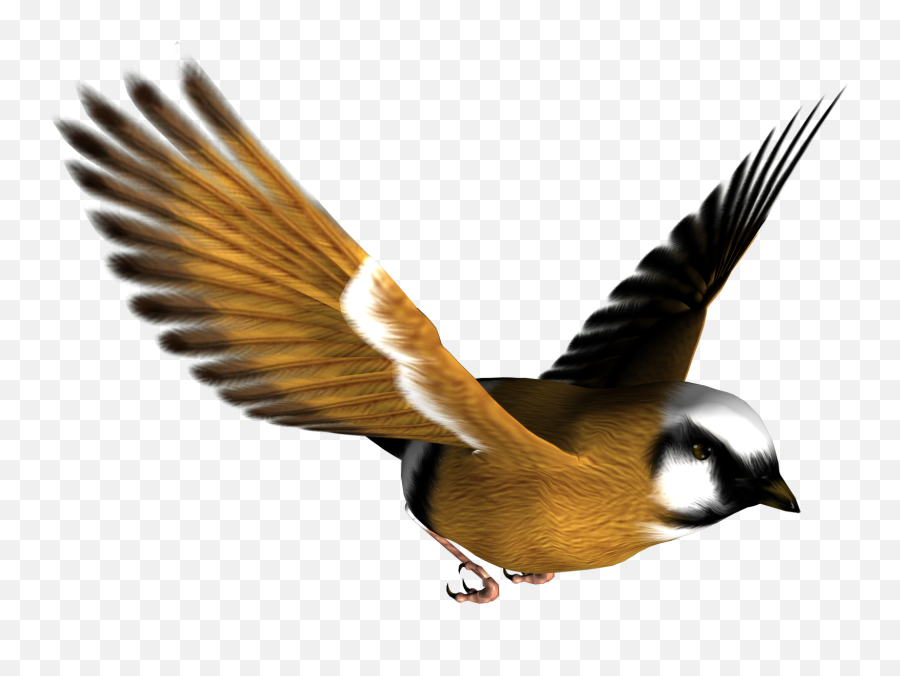 Image Bird Png Transparent Background - High Resolution Bird Png,Bird Png