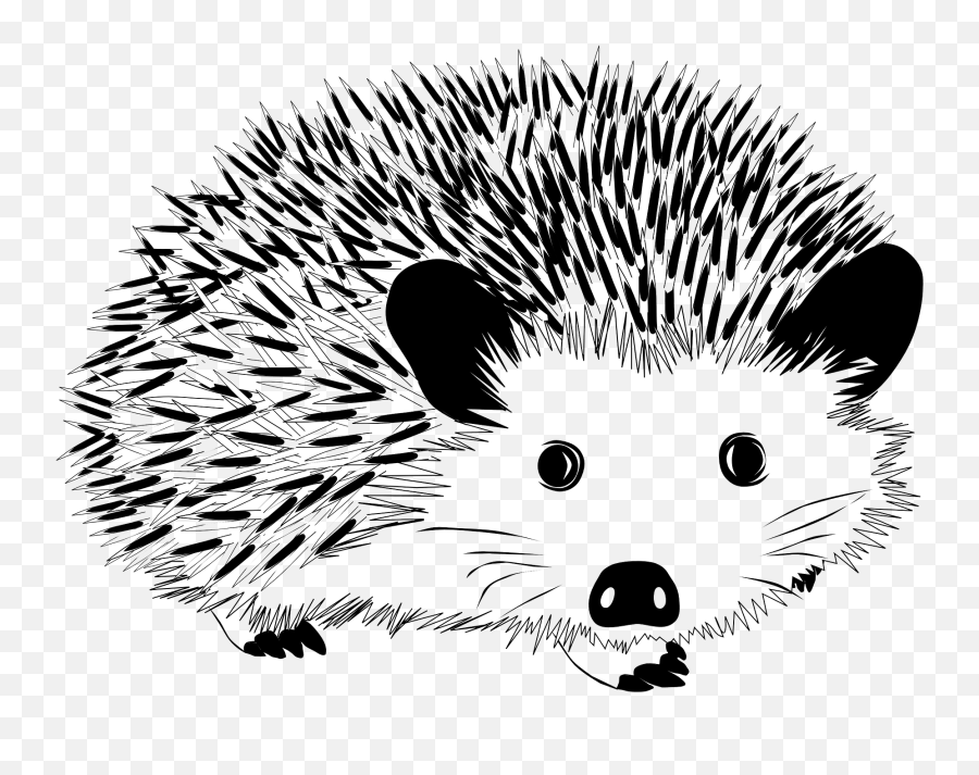 Black And White Hedgehog Clipart - Je Kolorowanka Do Druku Png,Hedgehog Transparent