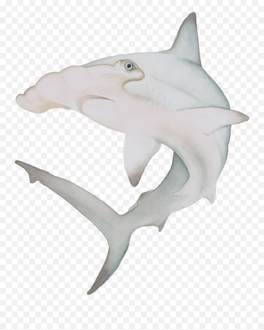 Hammerhead Shark The Curious Wild Aoede - Requiem Shark Png,Hammerhead Shark Png