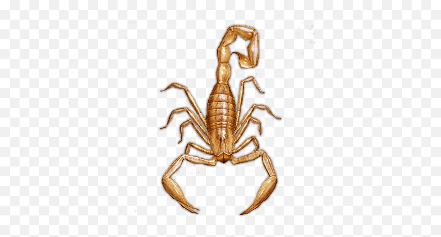 Scorpion Ghost - Pathfinderogc Scorpion Dundjinni Png,Scorpion Transparent Background