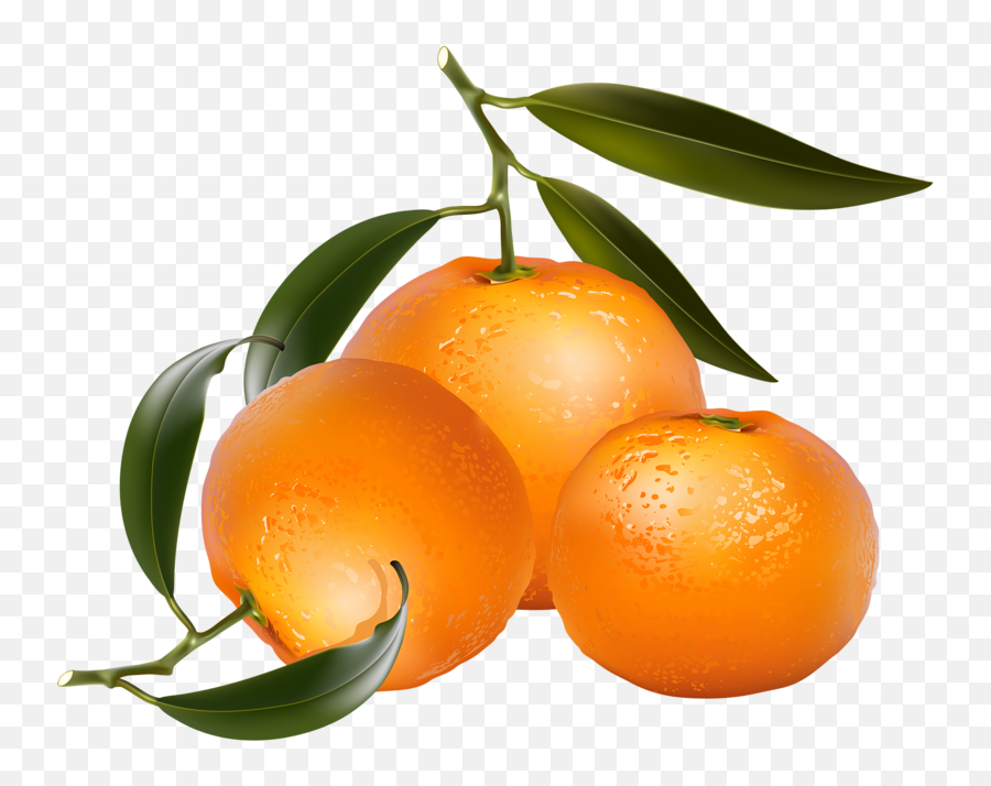 Citrus Fruit - Four Oranges Clip Art Png,Oranges Png