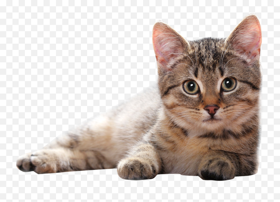 Stock Transparent Png Files - Transparent Background Cat Png,Cat Clipart Transparent