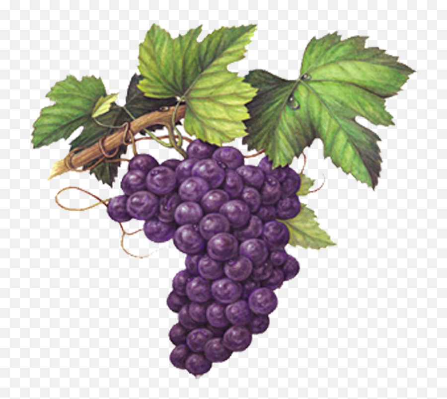 Grape Emoji Png - Grape Watercolor Painting Grapes Colored Grapes Colored Pencil Drawing,Grapes Transparent