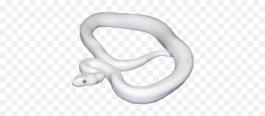White Snake Png Picture - White Snake Transparent,Snakes Png