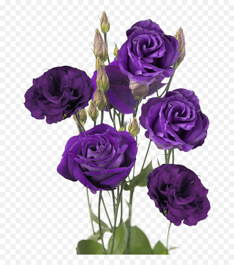 Send Purple Lisianthus Flowers - Purple Lisianthus Png,Purple Flower Transparent