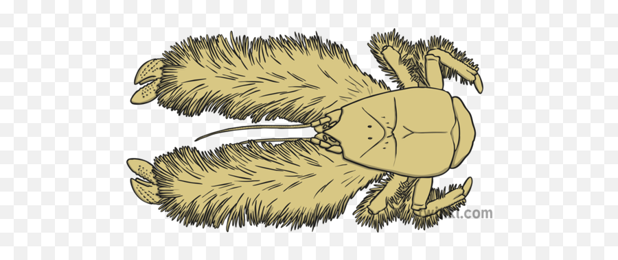 Yeti Crab Illustration - Twinkl Parasitism Png,Yeti Png