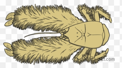 Yeti Crab Illustration - Twinkl Parasitism Png,Yeti Png