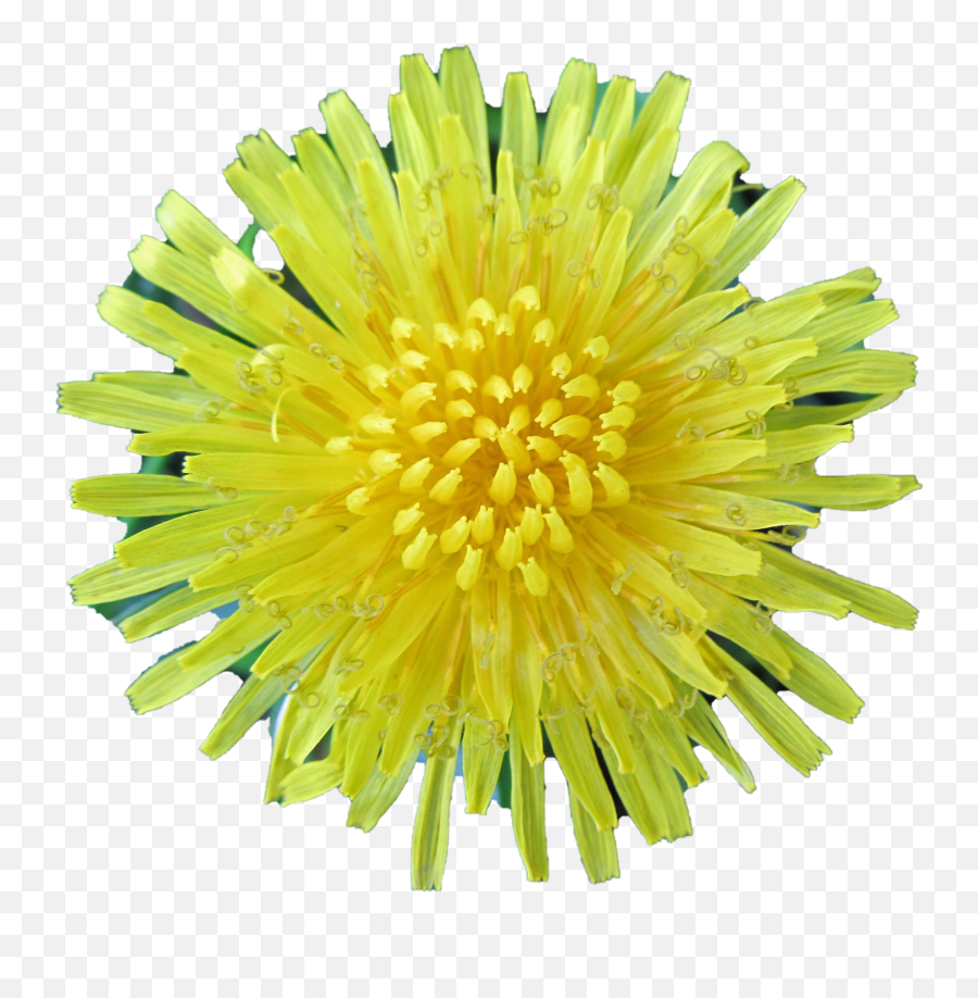 Dandelion Transparent Background - Dandelion Png,Yellow Flower Transparent Background