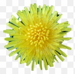 Dandelion Transparent Background - Dandelion Png,Yellow Flower Transparent Background