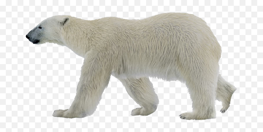 Polar Bear Png Photo