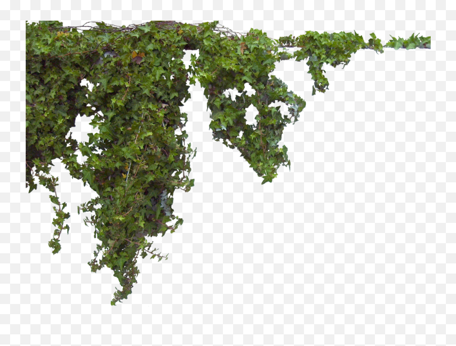 hanging ivy png