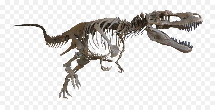 Daspletosaurus Torosus From Dinosaur Sanctuary - Daspletosaurus Pete Png,Dinosaur Skull Png