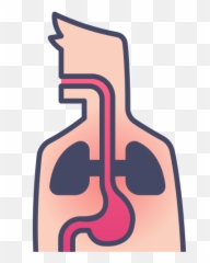 Disease Health Internal Body Human Medical Organ Free - Cuerpo Humano Icon Png