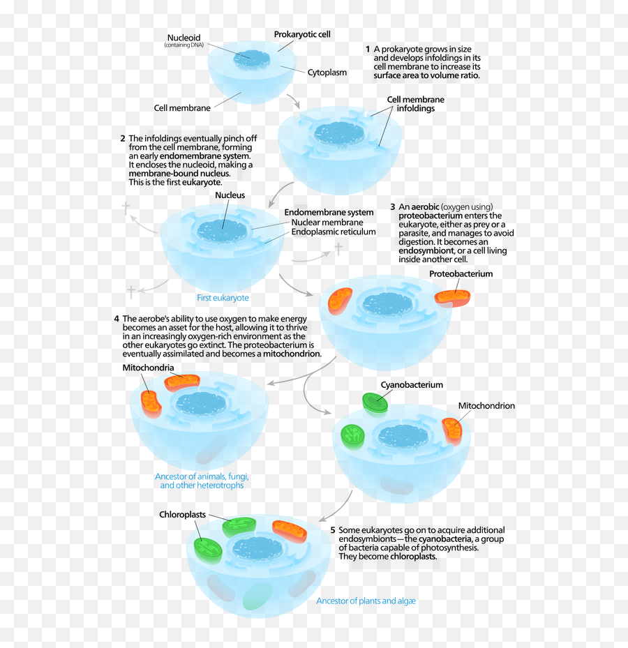 How Did A Single Cell Organism Eventually Lead To Complex - Serial Endosymbiotic Theory Png,Jawbone Icon Thinker Black