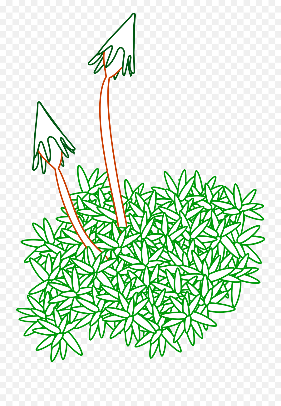 Moses Clipart Moss Transparent Free For Download - Non Vascular Plants Clipart Png,Moss Png