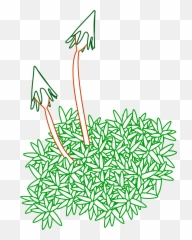 Moses Clipart Moss Transparent Free For Download - Non Vascular Plants Clipart Png,Moss Png