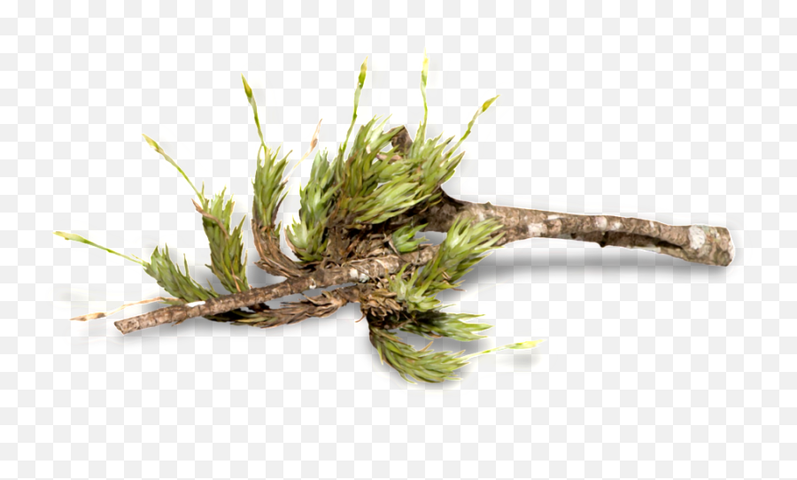 Download Forest Trees Transparent - Twig Full Size Png Hornwort,Forest Trees Png