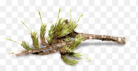 Download Forest Trees Transparent - Twig Full Size Png Hornwort,Forest Trees Png