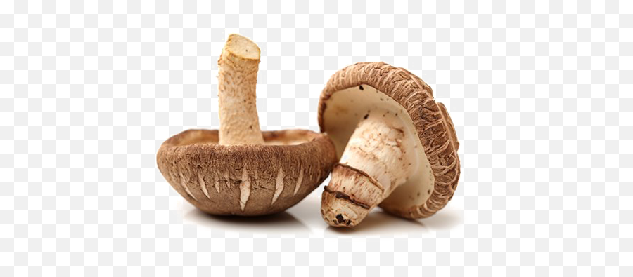 Edible Mushroom Png Free Download Arts - Edible Mushroom Png,Mushroom Png