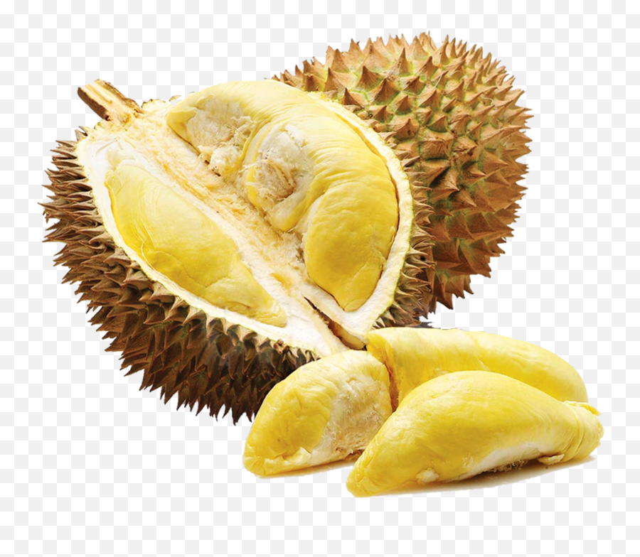 Download Durian Png - Organic Jackfruit Seeds Nutritious Buah Durian Durian Png,Fruit Png Images