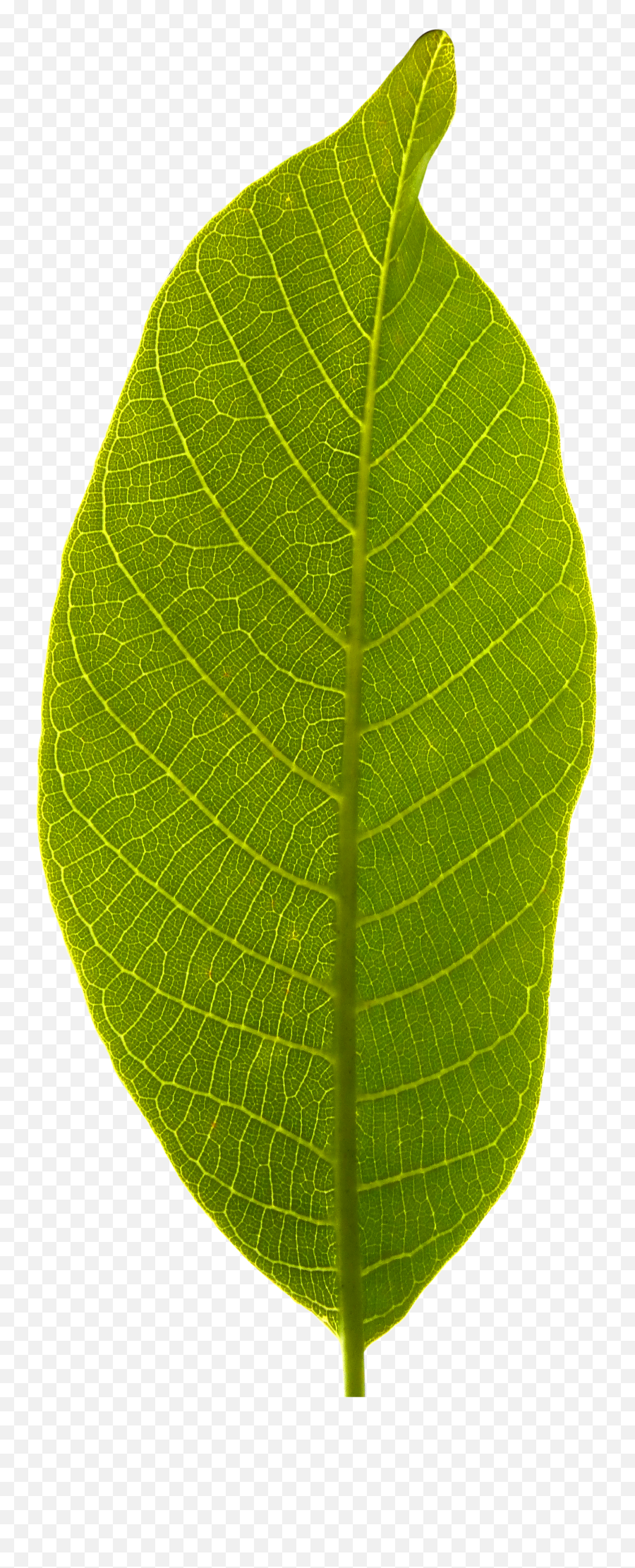 Leaf Transparent Background - Tree Leaf No Background Png,Green Transparent Background