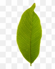 Leaf Transparent Background - Tree No png