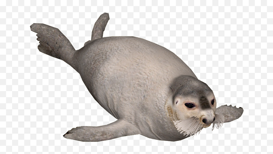 Seal Png 5 Image - Seal Png,Seal Png