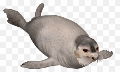 Harbor Seal Png - Spotted Seal Png,Seal Png - free transparent png ...