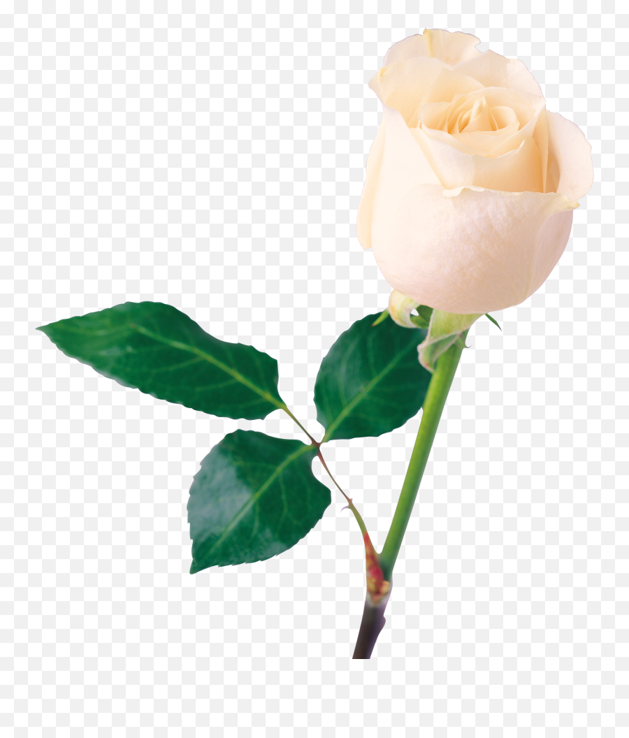 White Rose Png Image Flower - White Rose Free Png,White Roses Png