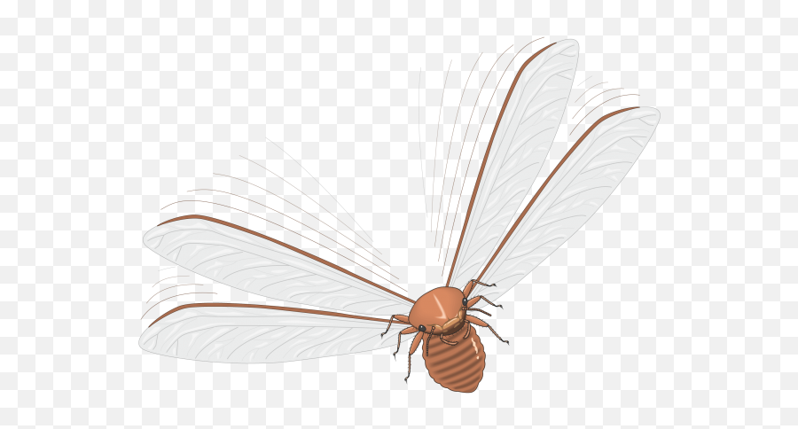 Vector Insects Fly - Insect Png,Insects Png