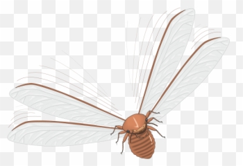 Vector Insects Fly - png
