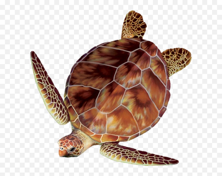Clipart Turtle Loggerhead - Sea Turtle Top View Png,Turtle Clipart Png