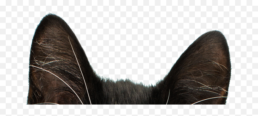 Everything Is Betterwithcats - Meow Foundation Mare Png,Cat Ears Transparent