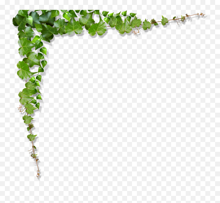 Green Vine Leaf - Green Leaves Vines Climb The Wall Png Green Vines Transparent Background,Hanging Plants Png