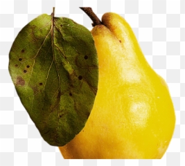 Download Guava Png Transparent Images - Guava,Guava Png