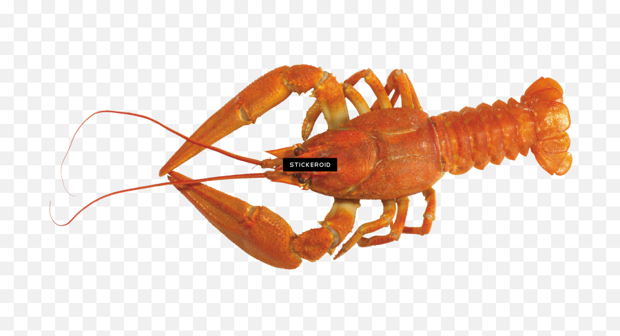 American Lobster - Lagosta Png,Lobster Png