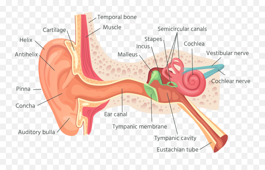 How Your Ears Really Work - Human Ear Anatomy Png,Ear Transparent