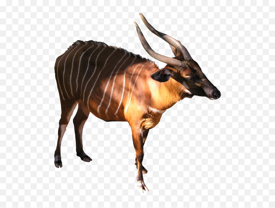 Download Hd Bongo Png - Bongo Antelope No Background,Antelope Png