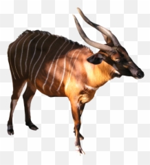 Download Hd Bongo Png - Bongo Antelope No Background,Antelope Png