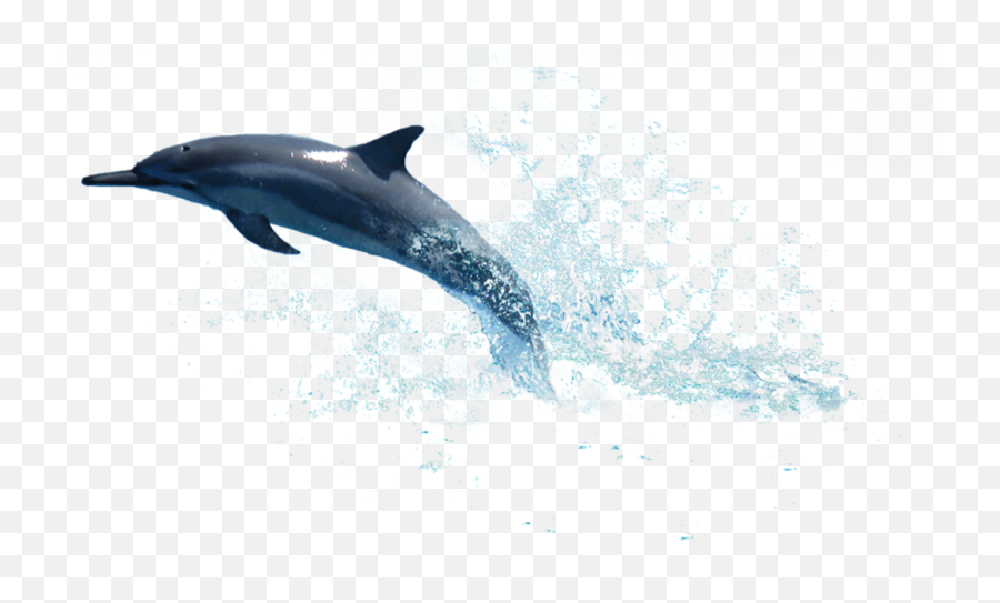 La Plata Dolphin Clip Art - Dolphin Jumping Out Of Water Png,Dolphin Transparent Background