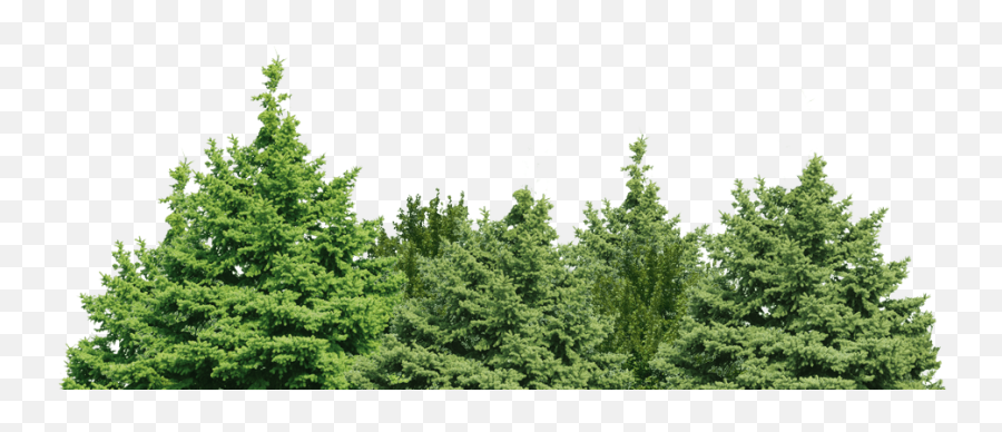 Forest Green Tree Png Clip Art Image - Transparent Background Trees Png,Forest Tree Png