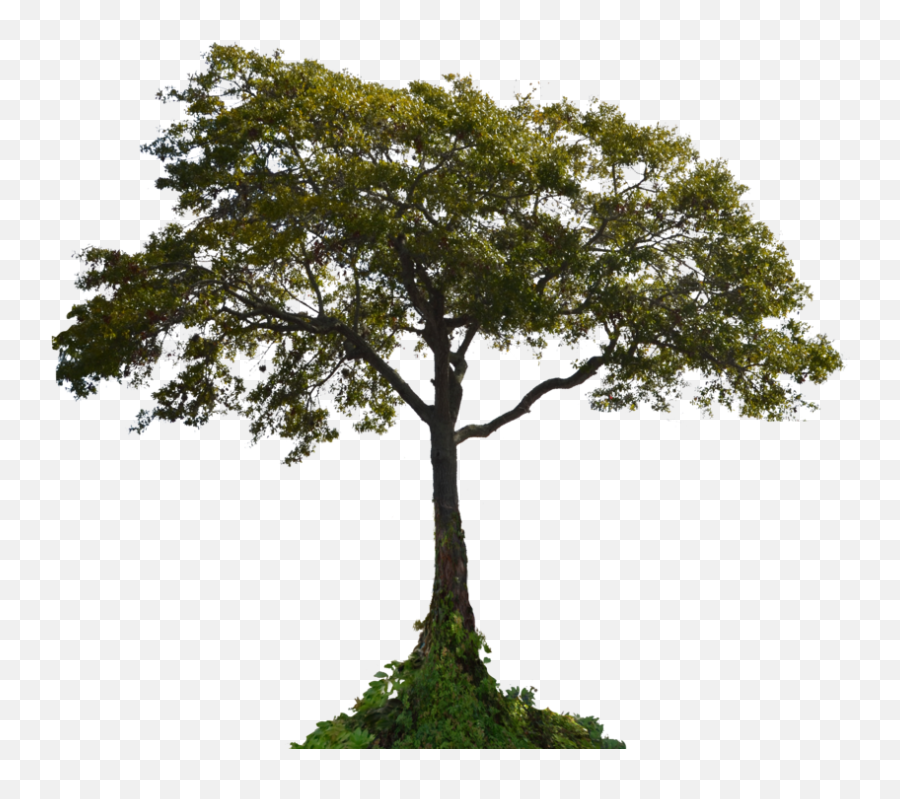 Download Tree Png Image For Free - Tree Stock Photo Png,Dollar Tree Png