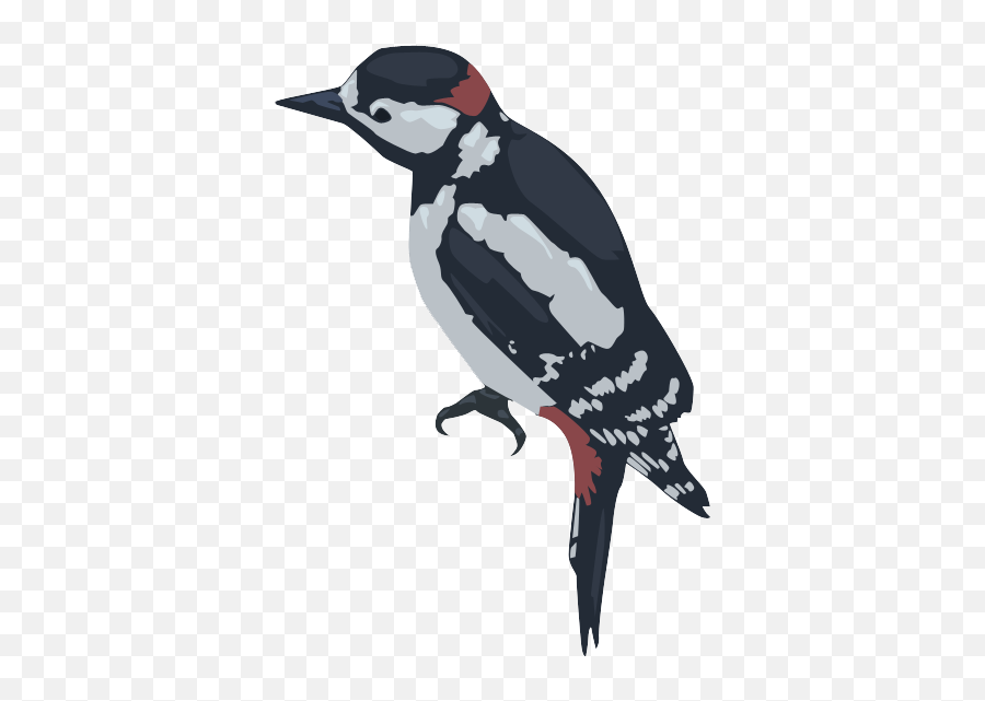 Woodpecker Png - Woodpecker Transparent Background,Woodpecker Png