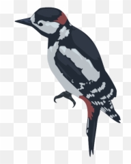 Woodpecker Png - Woodpecker Transparent Background,Woodpecker Png