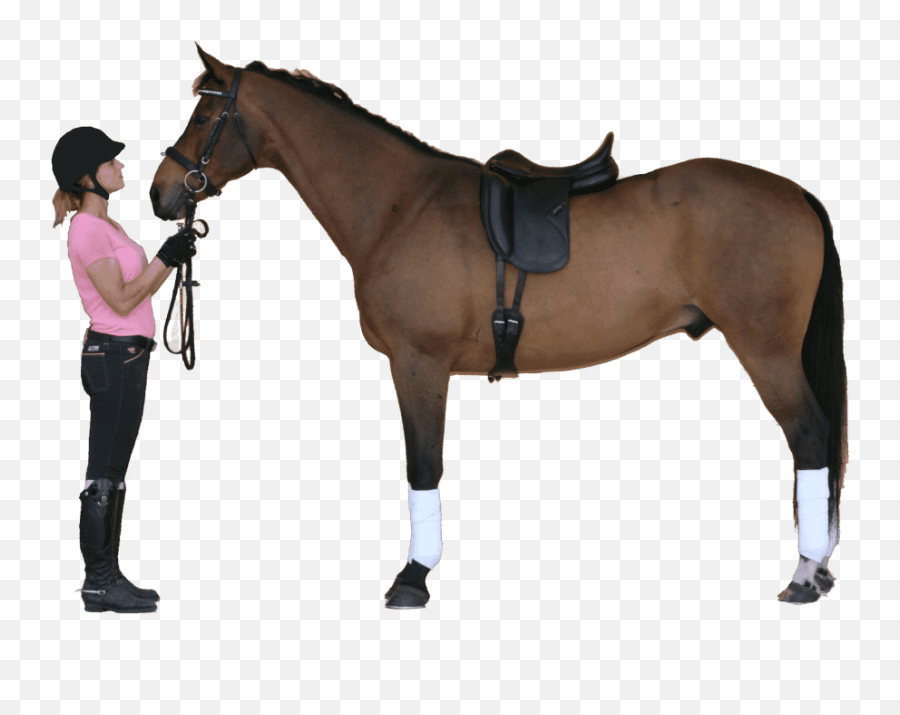 About Us - Dressage Saddles On Horses Png,Saddle Png