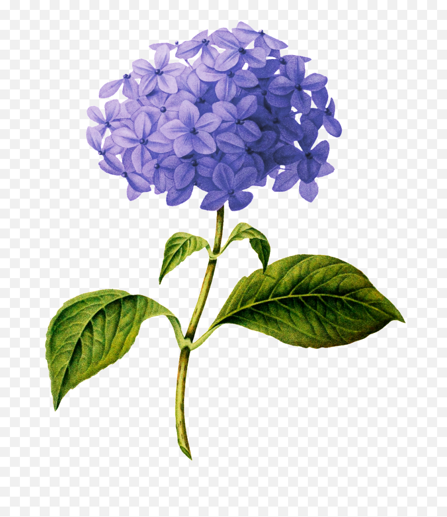 Hydrangea Botanical Drawing Png Image - Transparent Purple Flower Drawing,Purple Flower Transparent